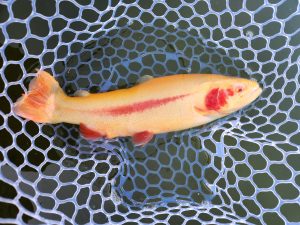 1月14日（水）あきる野市　ひらさん