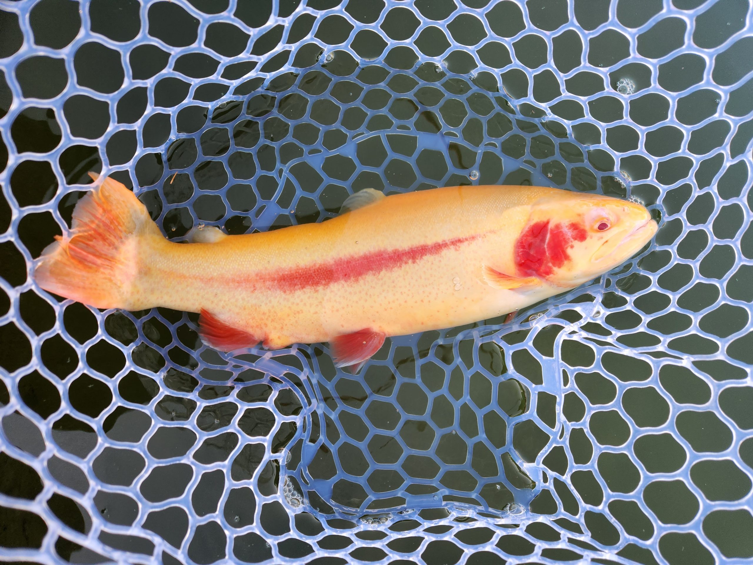 1月14日（水）あきる野市　ひらさん