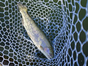 1月16日（金）八王子市　takaさん