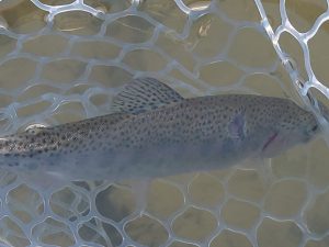 1月18日（金）武蔵野市　武蔵野君さん