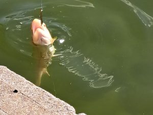 1月24日（土）稲城市　さかいさん