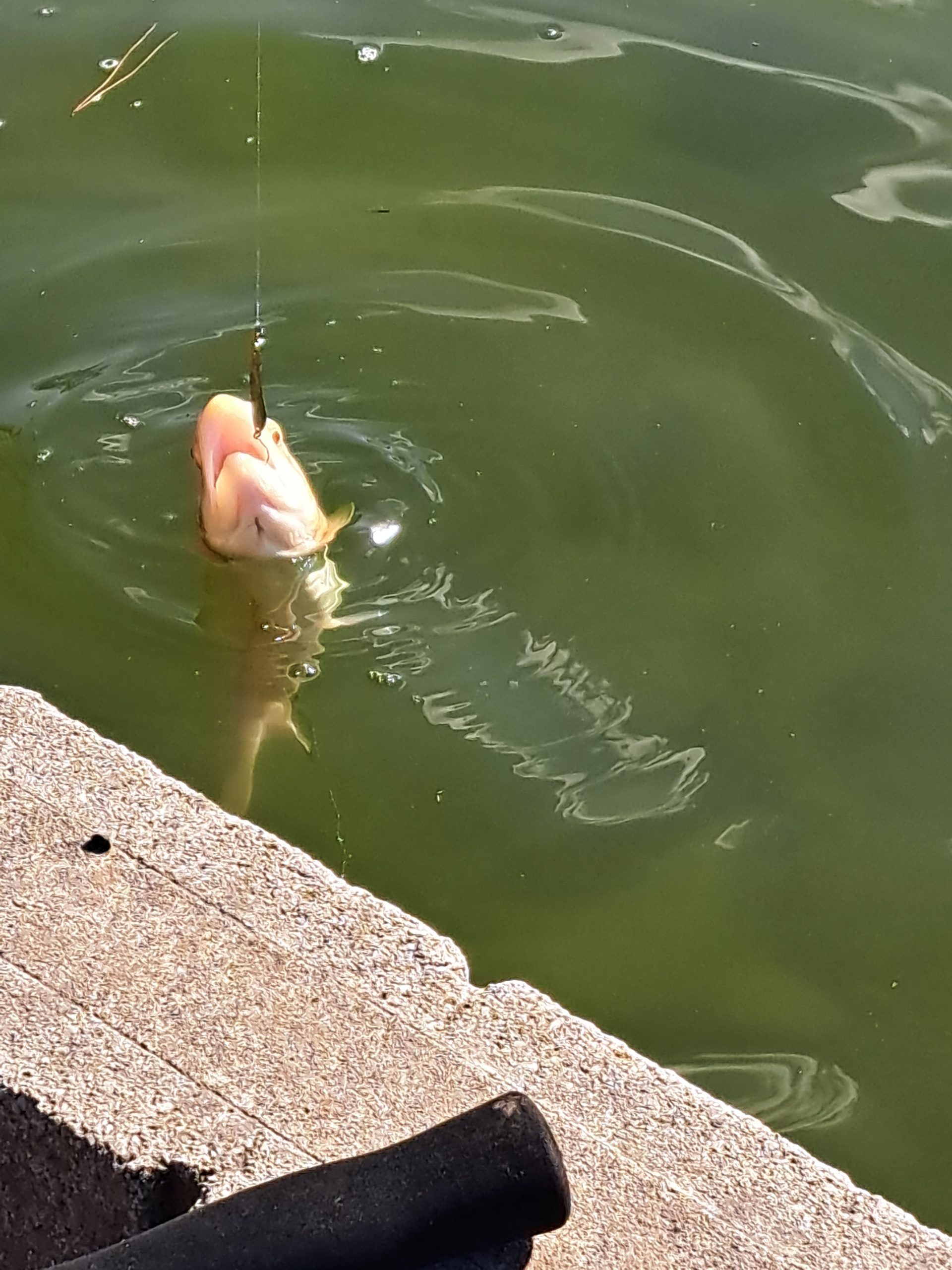 1月24日（土）稲城市　さかいさん