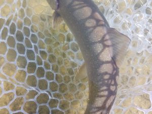 1月25日（日）武蔵野市　武蔵野君さん