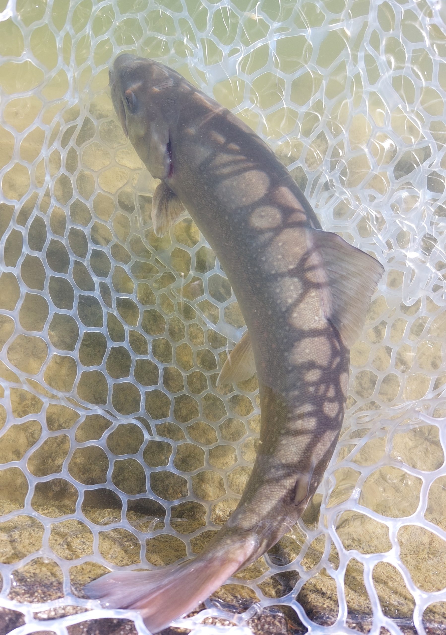 1月25日（日）武蔵野市　武蔵野君さん