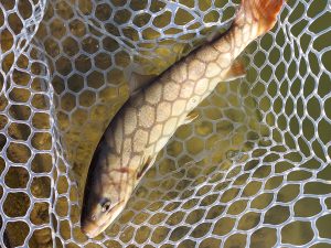 1月26日（月）　八王子市　ロイヤルコんにチマンさん