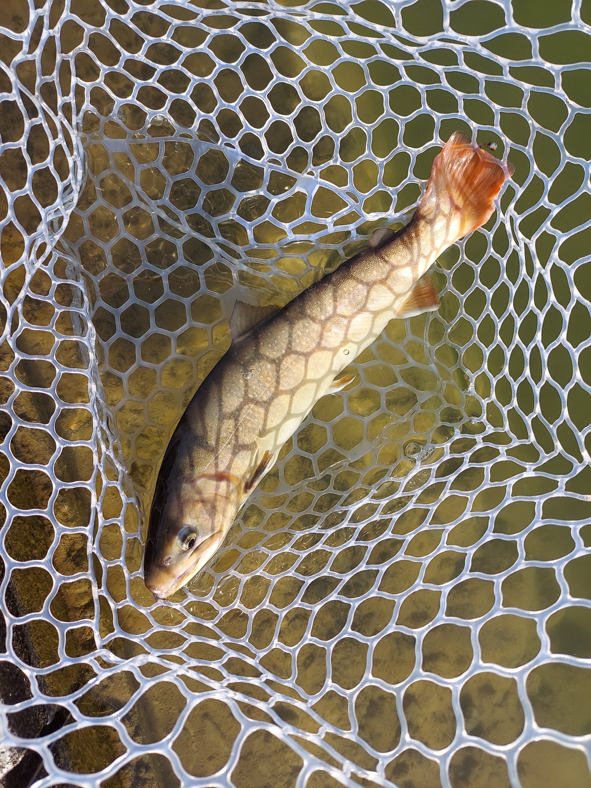 1月26日(月)　八王子市　ロイヤルコんにチマンさん