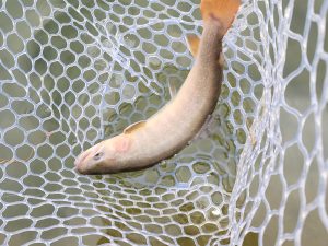 1月28日(水)　八王子市　うすいさん