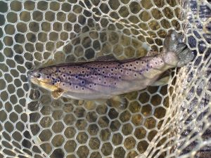 1月6日（火）福生市　ほのぼのさん