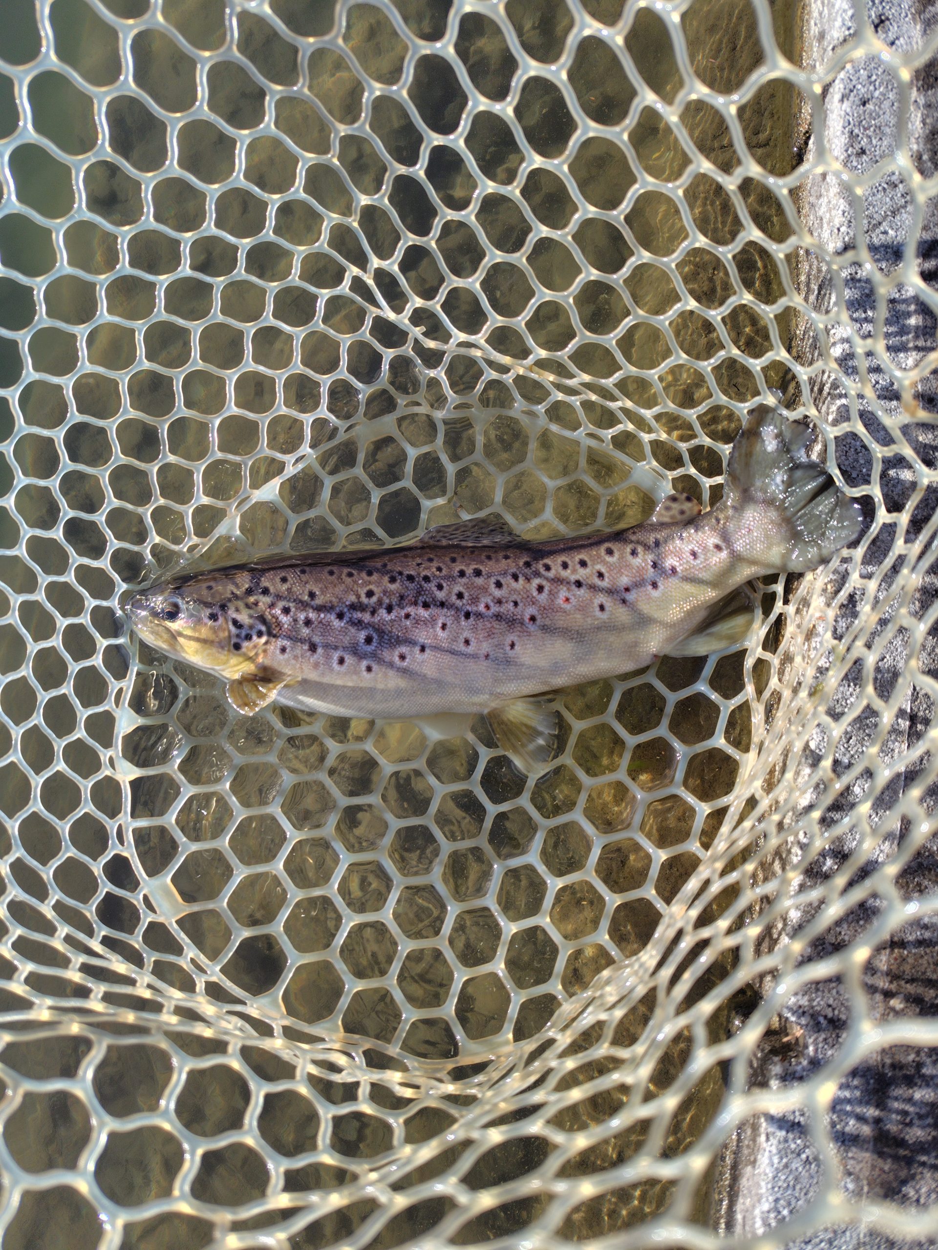 1月6日（火）福生市　ほのぼのさん