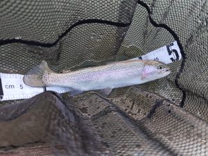 1月16日（金）武蔵村山市　佐藤さん