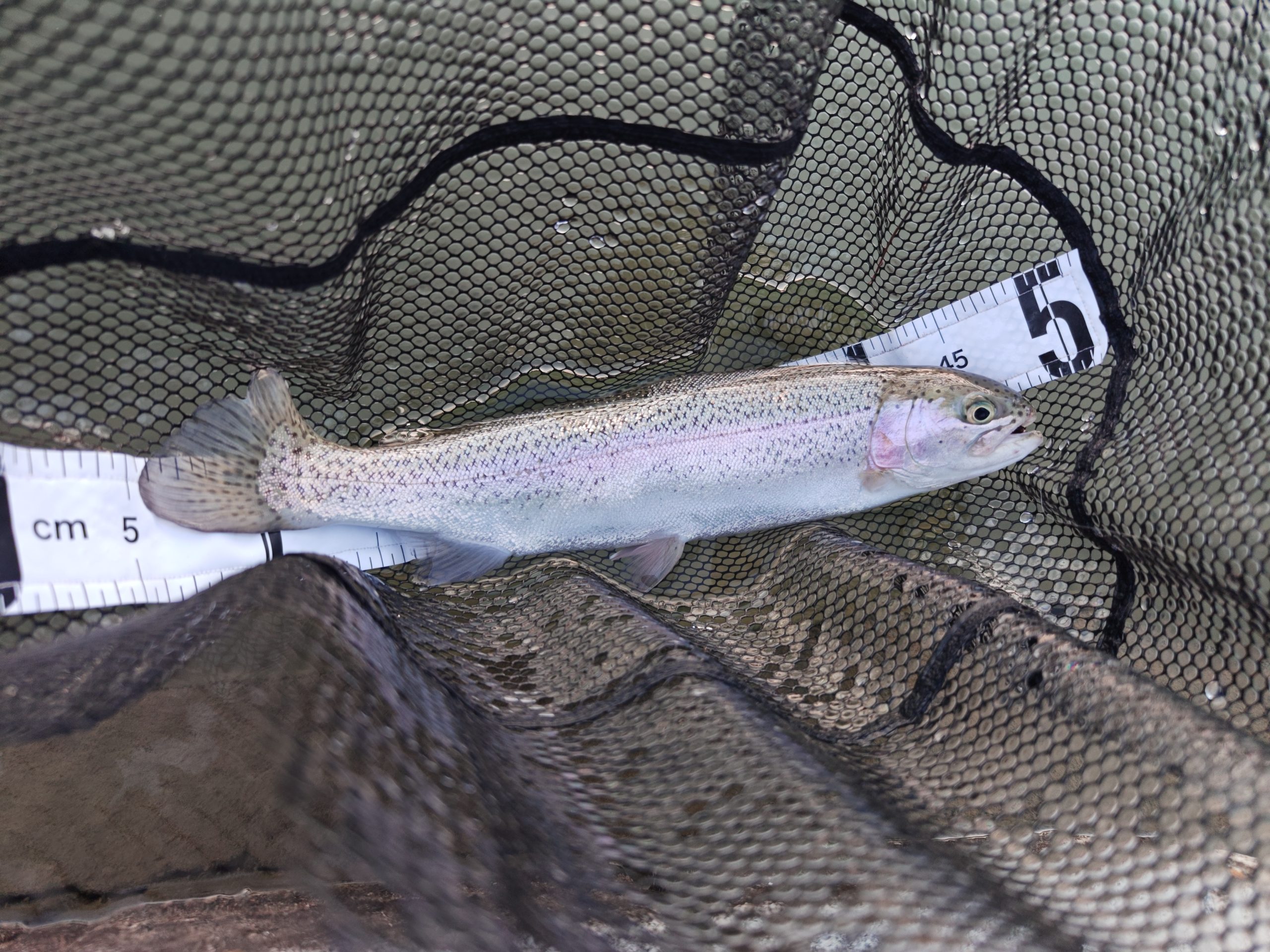 1月16日（金）武蔵村山市　佐藤さん