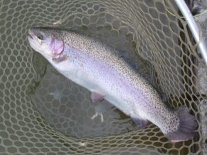 1月7日（水）三鷹市　kazu53さん