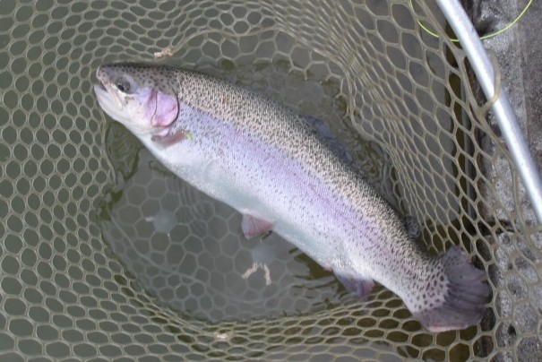 1月7日（水）三鷹市　kazu53さん