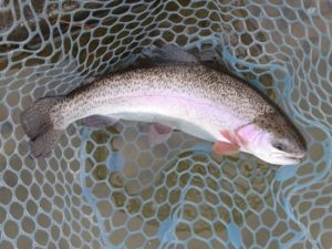 1月20日（火）三鷹市　kazu53さん