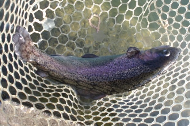 12月31日(水)　三鷹市　Kazu53