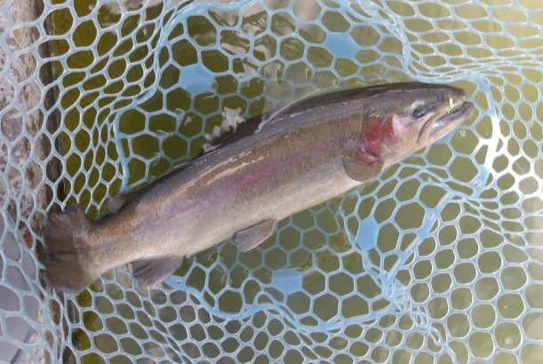 1月25日（日）三鷹市　kazu53さん