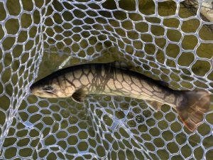 1月14日（水）坂戸市　タロヤンさん