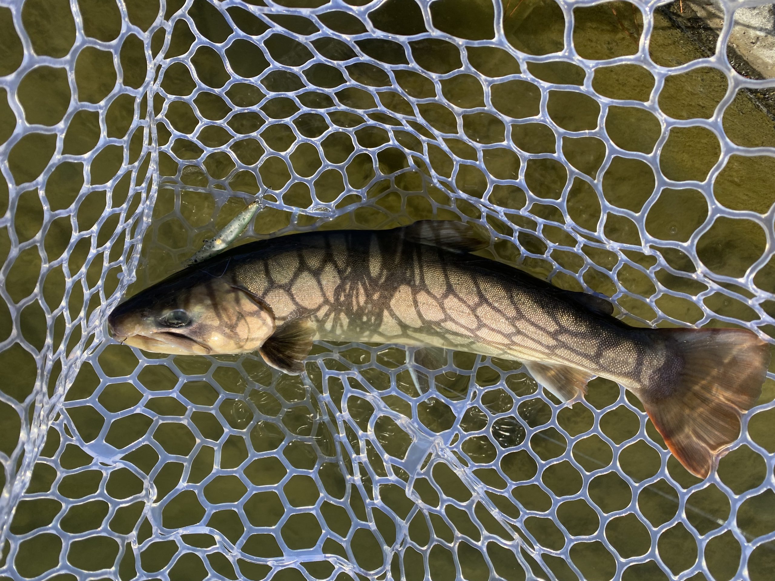 1月14日（水）坂戸市　タロヤンさん
