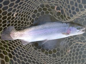 1月5日（月）三鷹市　kazu53　さん