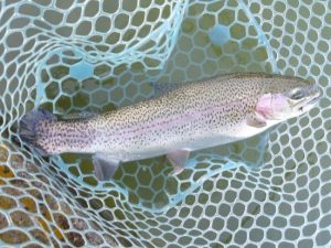 １月18日（日）三鷹市　kazu53　さん