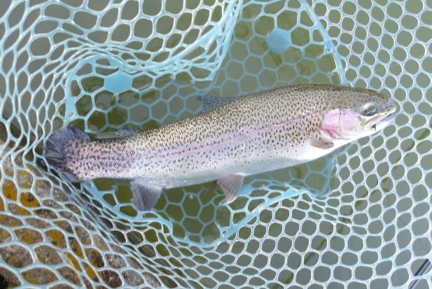 １月18日（日）三鷹市　kazu53　さん