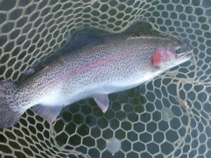 1月11日（日）三鷹市　kazu53さん