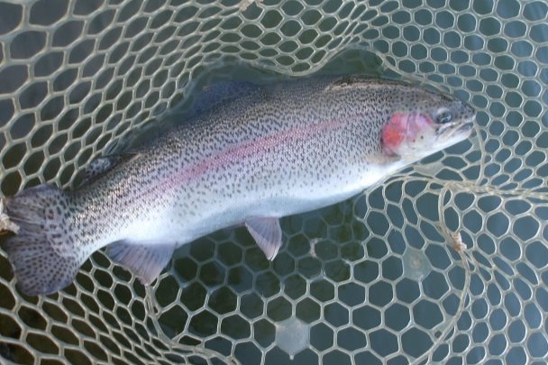 1月11日(日)三鷹市 kazu53さん