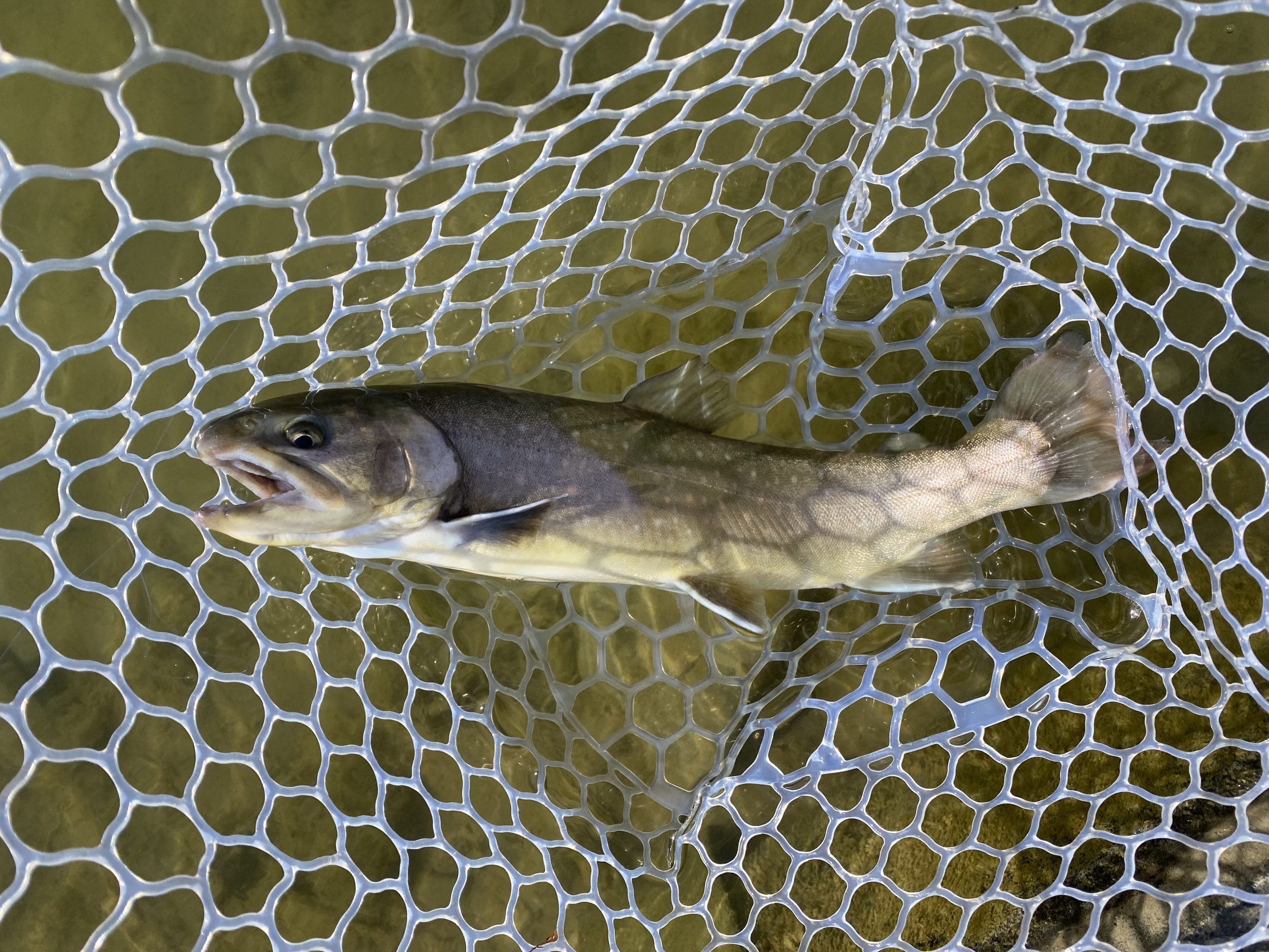 １月27日（火）坂戸市　タロヤン　さん