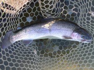 1月3日(土)　三鷹市　Kazu53さん