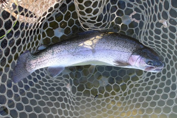 1月3日(土) 三鷹市 Kazu53さん