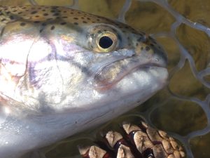 1月14日（水）福生市　ミーナさん