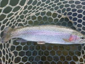 1月10日（土）練馬区　あんちゃんさん