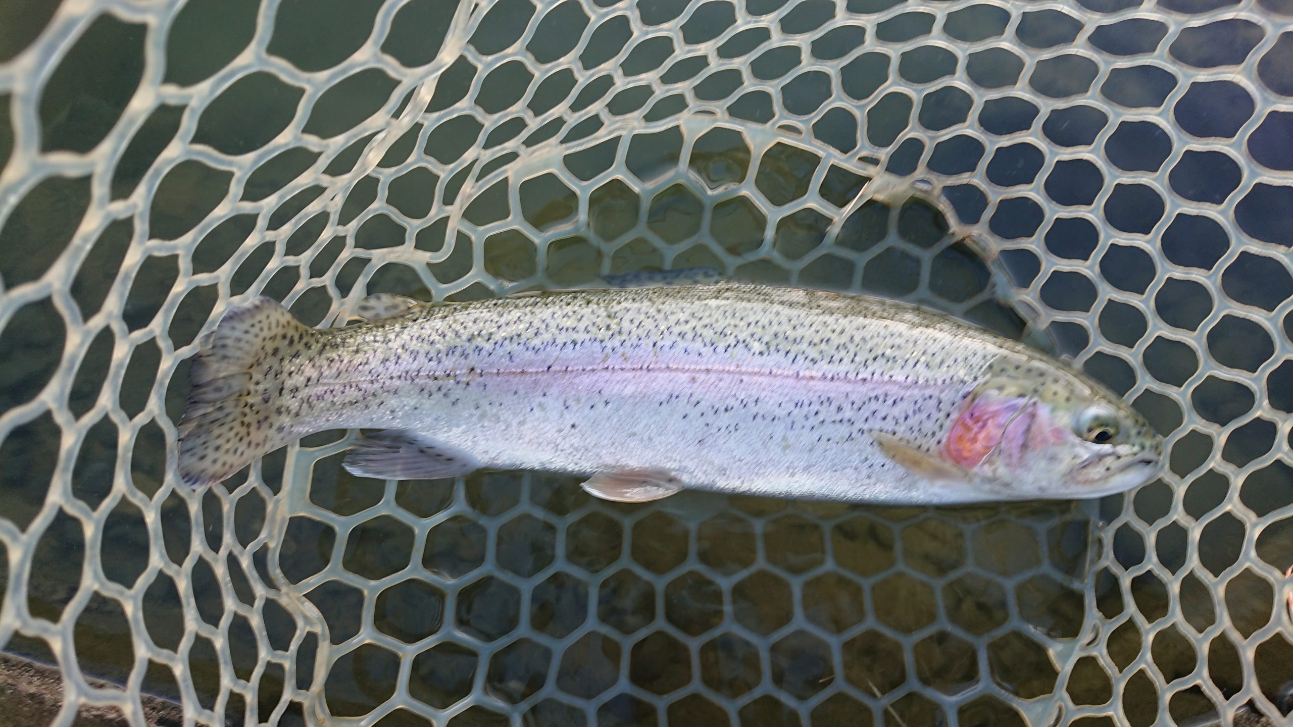 1月10日（土）練馬区　あんちゃんさん