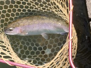 1月11日（日）三鷹市　くにザイルさん