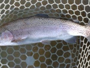 1月3日(土)　三鷹市　くにザイルさん