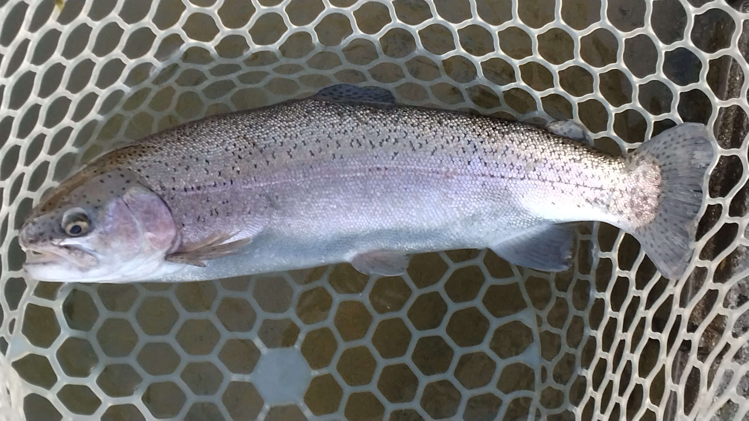 1月3日(土) 三鷹市 くにザイルさん