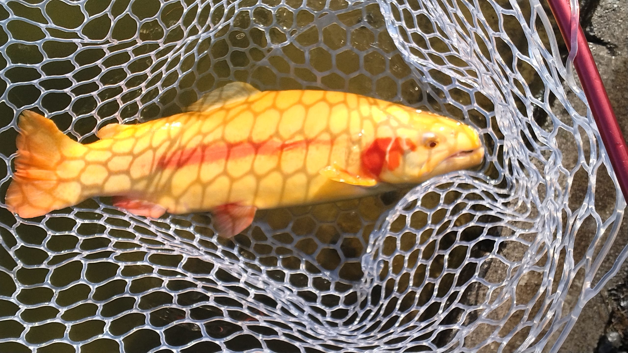 1月18日（日）三鷹市　くにザイルさん