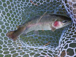 1月11日（日）日の出町　田村さん