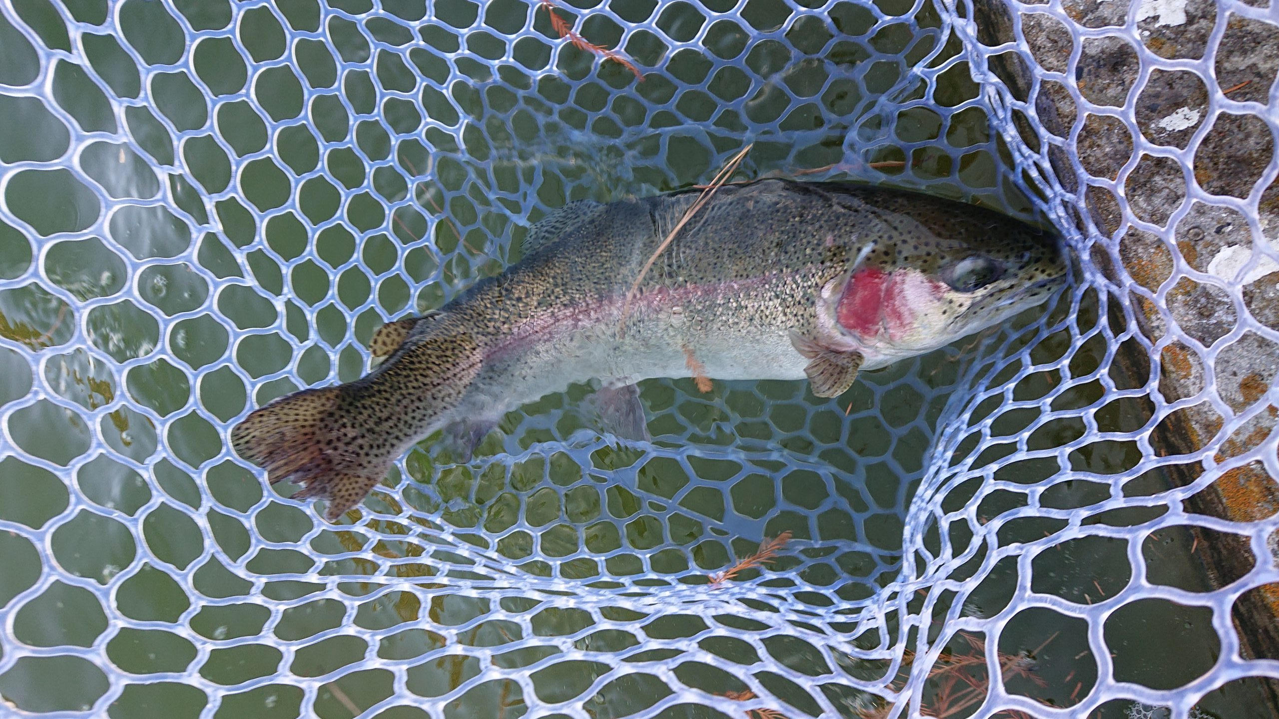 1月11日（日）日の出町　田村さん