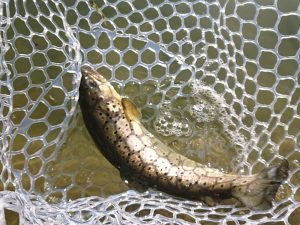 1月16日（金）日の出町　田村さん