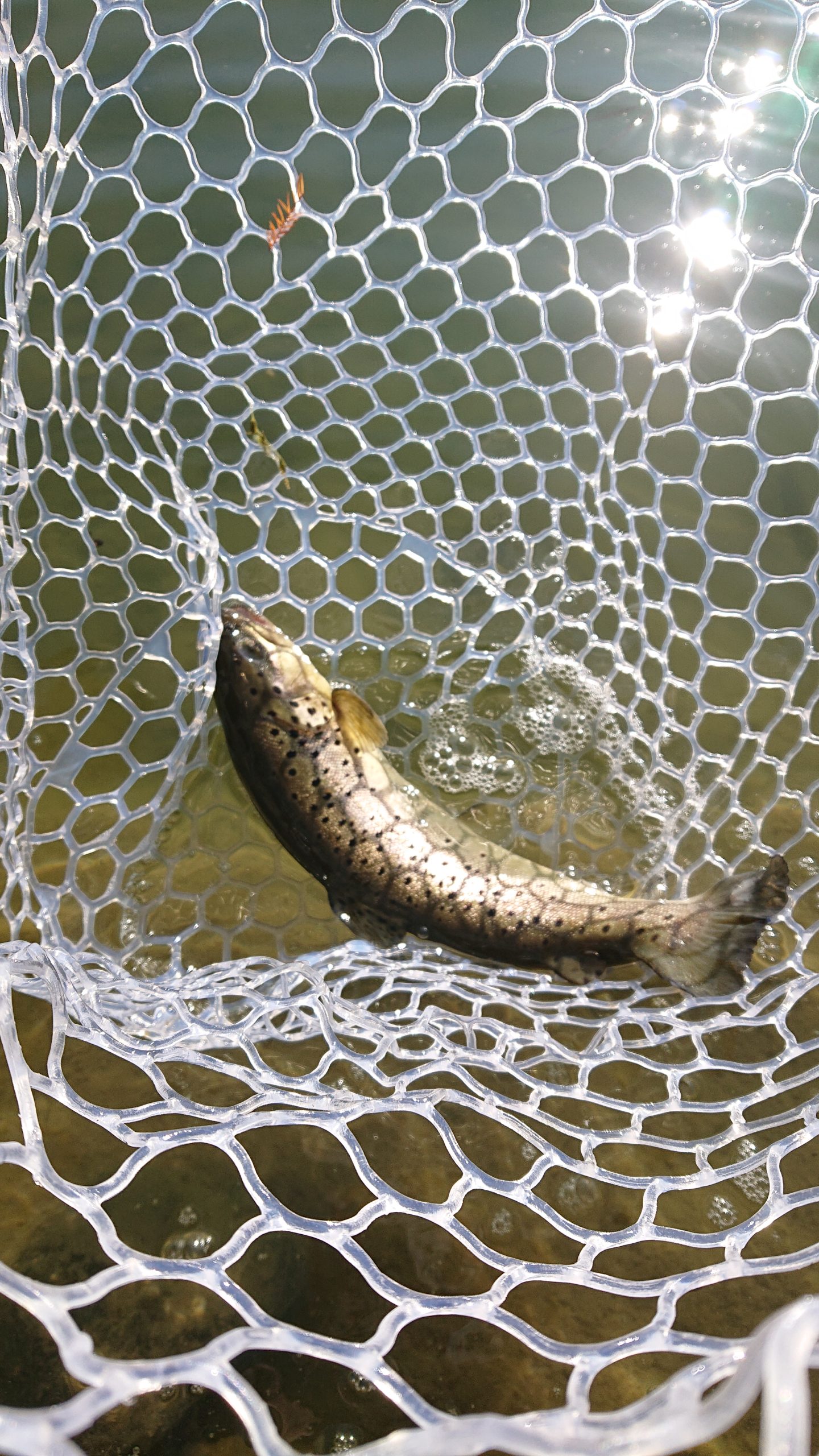 1月16日（金）日の出町　田村さん