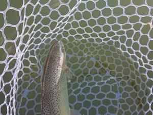 1月24日（土）日の出町　田村さん