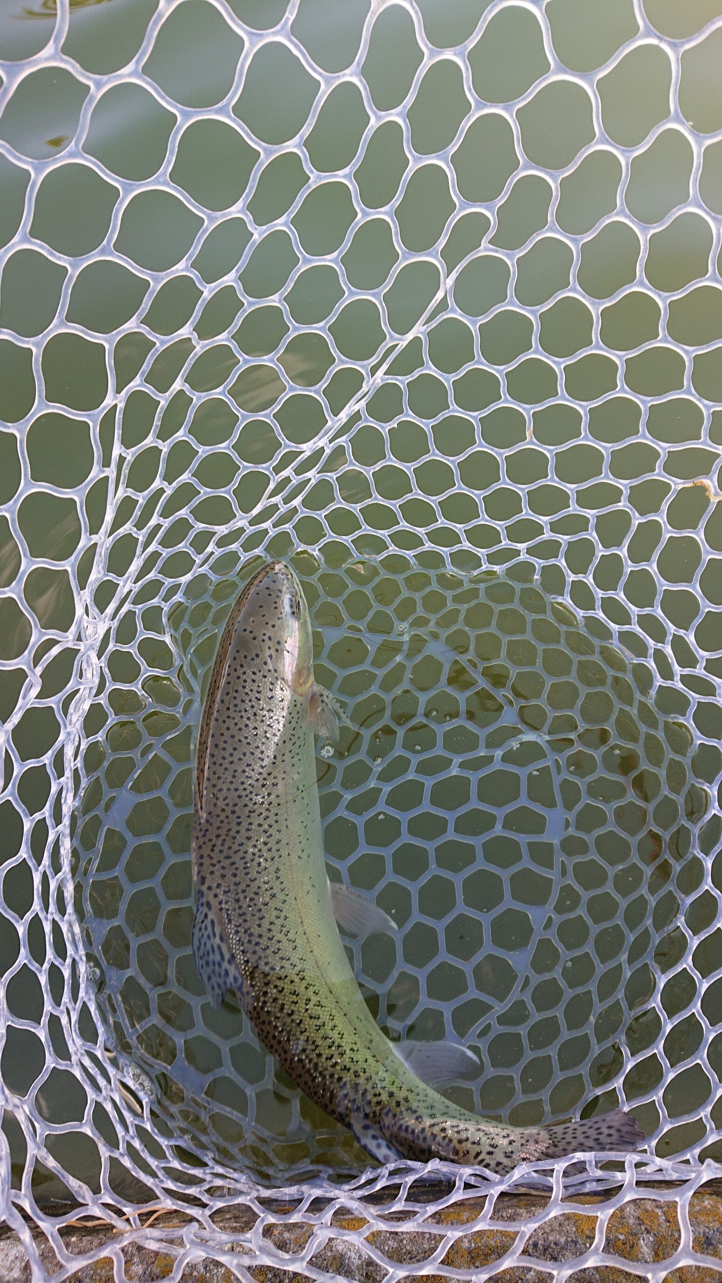 1月24日（土）日の出町　田村さん