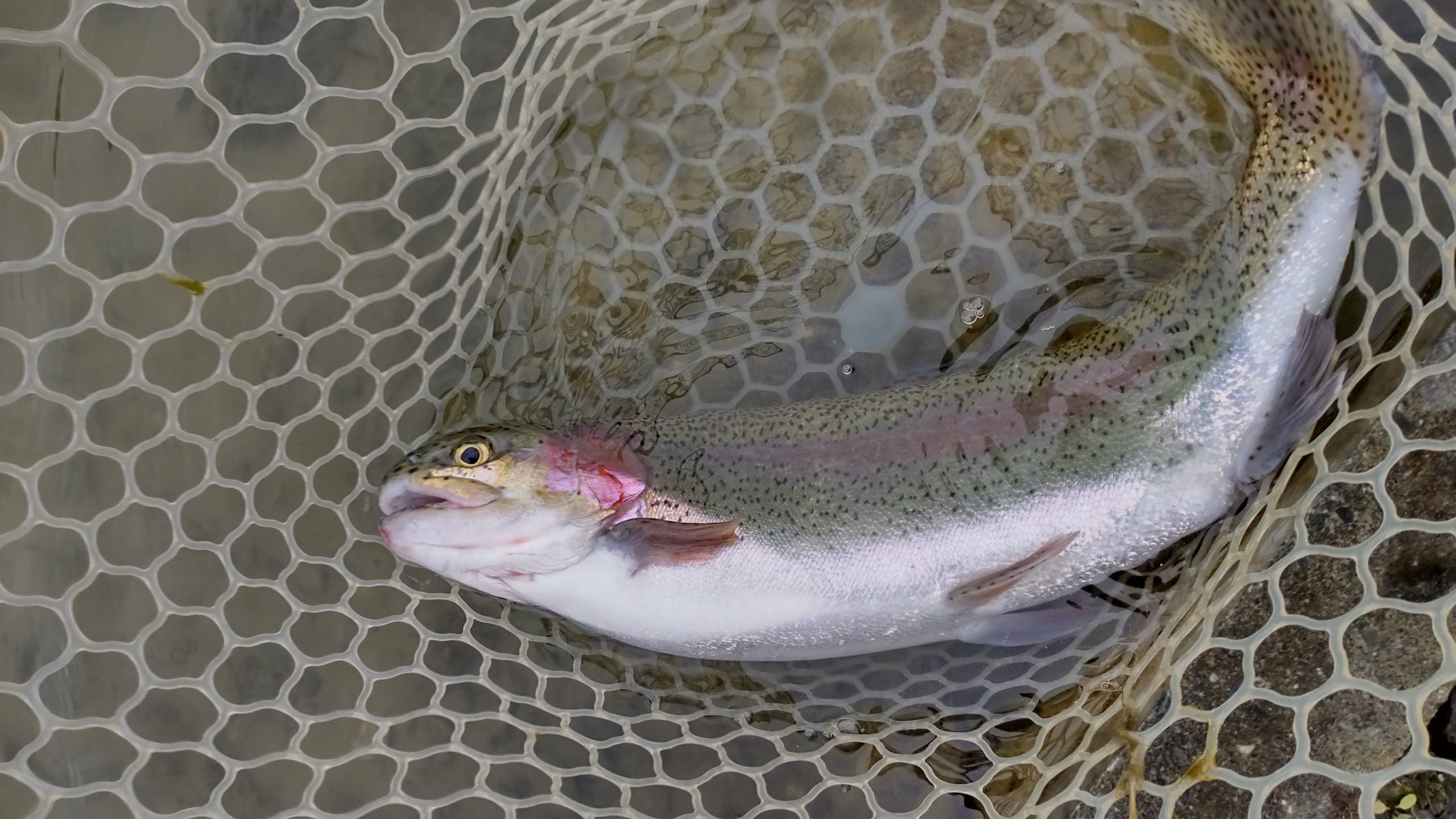 1月7日（水）所沢市　コロンレインボーさん
