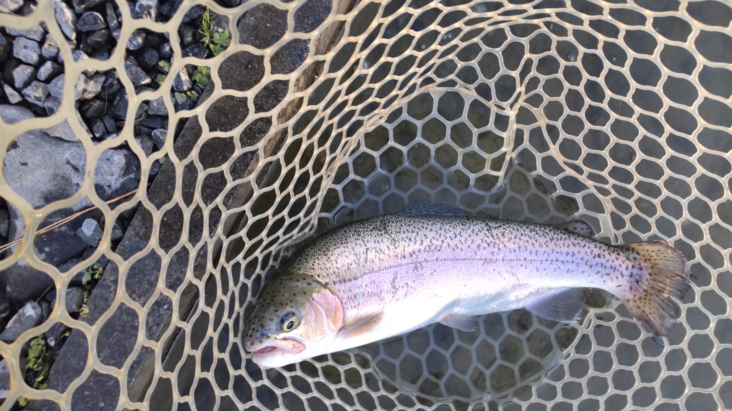 1月14日（水）所沢市　コロンレインボーさん