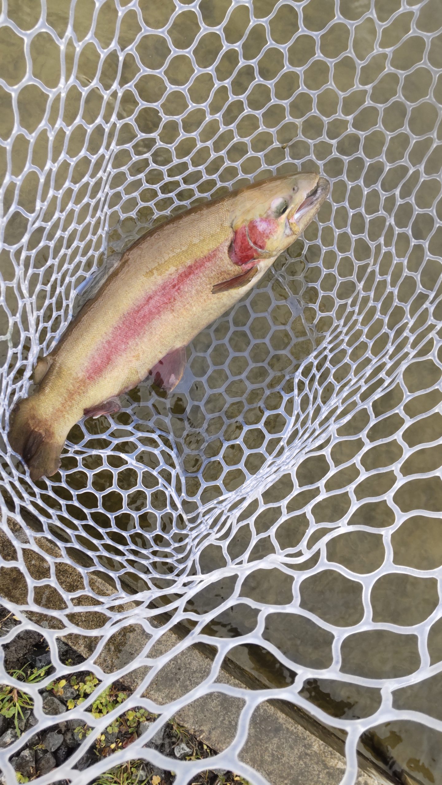 1月20日（火）所沢市　コロンレインボーさん