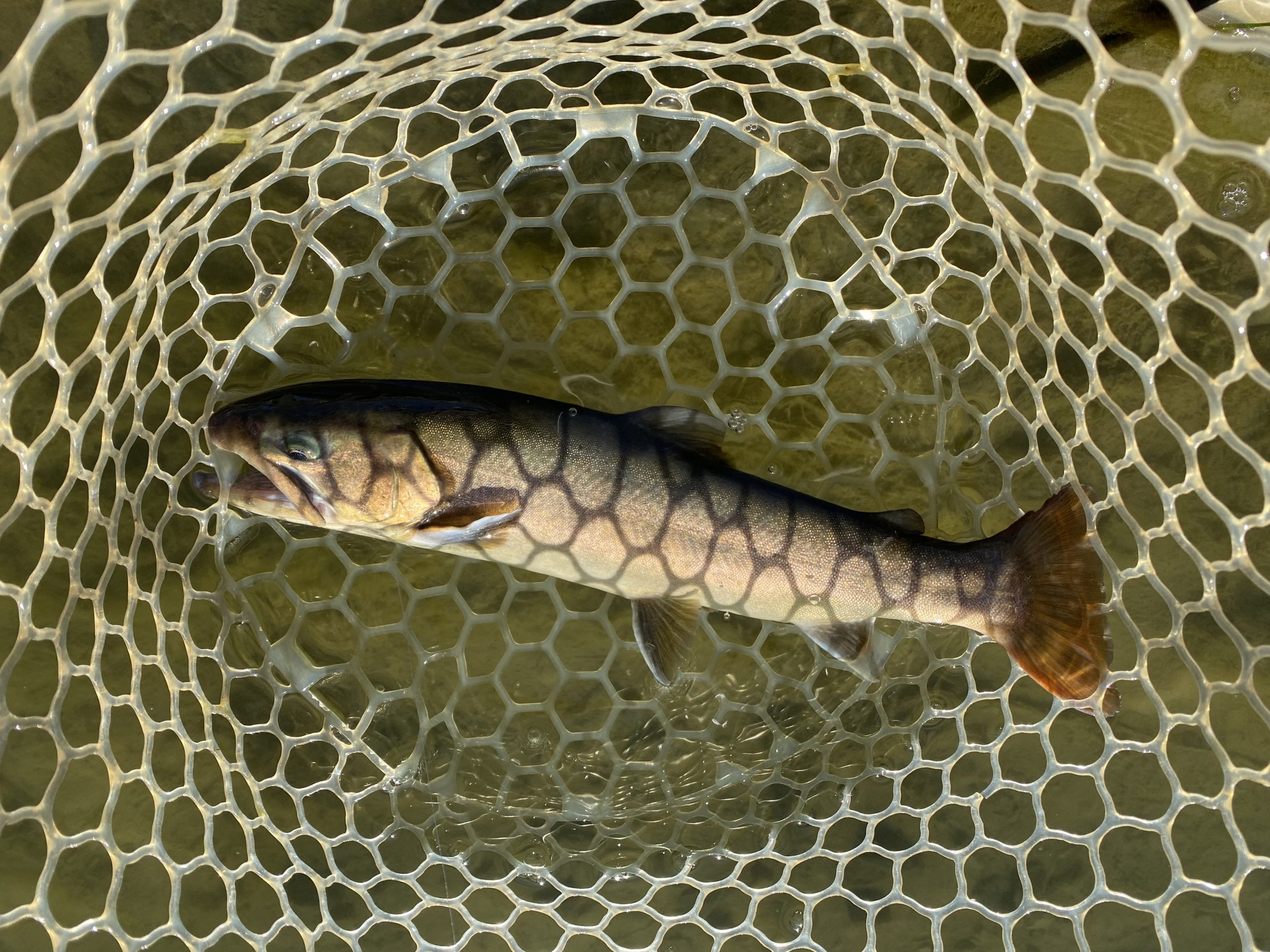 1月6日（火）坂戸市　タロヤンさん