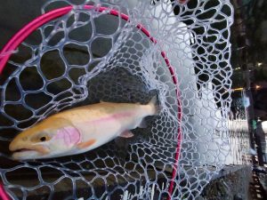 1月14日（水）福生市　KOさん