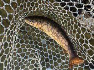 1月30日（金）三芳町　cima cima　さん