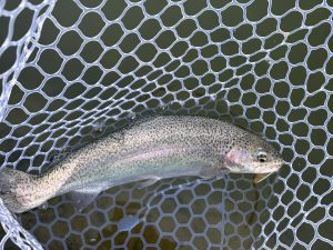 1月14日（水）所沢市　マサ内藤さん